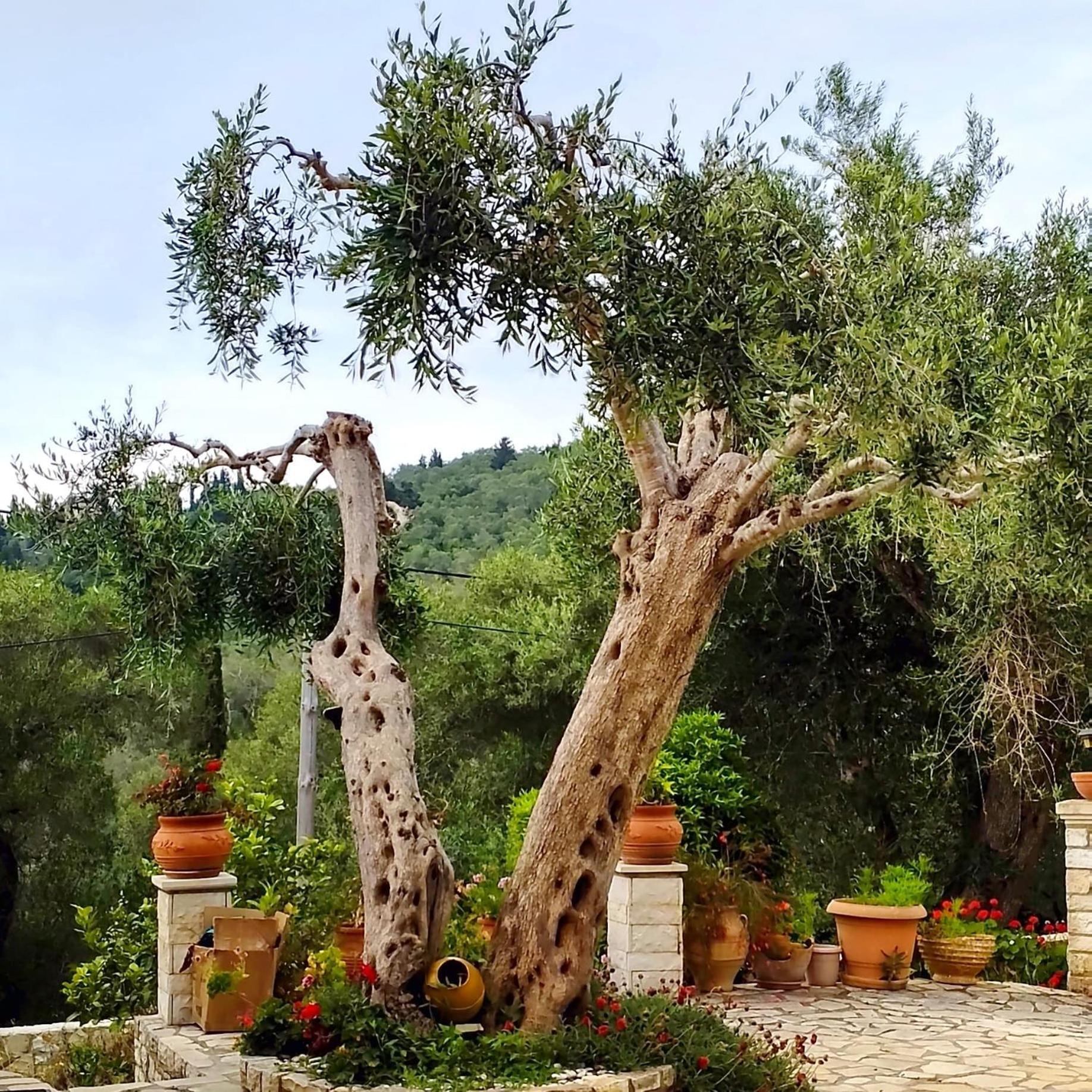 Villa Raxi Fountana Екстериор снимка